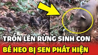 Bé Heo TRỐN LÊN RỪNG SINH CON bị Sen PHÁT HIỆN và đưa về nhà 😂 | Yêu Lu