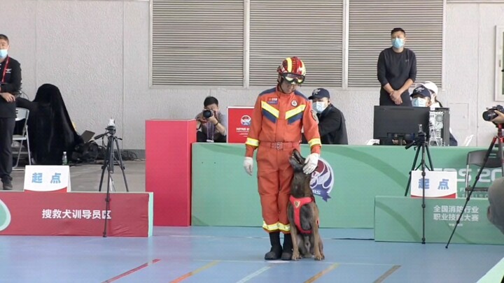 [Chó cứu hỏa] Chú chó của đội Nội Mông giành được giải ba chung cuộc
