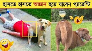 পশুদের মজার কর্মকান্ড ক্যামেরায় ধরা পড়া। Funny Animals Video 2022। Animal Moments P-24 । mayajaal