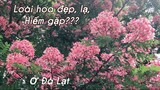 PHƯỢNG HỒNG - Loài hoa đẹp lạ & hiếm gặp ở Đà Lạt|Hoa đẹp Dalat.