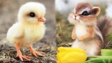 Cute Baby Animals Videos Compilation | Funny and Cute Moment of the Animals #7 - Cutest Animals 2023