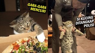 Gara-Gara Mencuri, Si Kucing Ditangkap Pak Polisi - Video Kucing Lucu Mencuri Makan #BreakingPuss