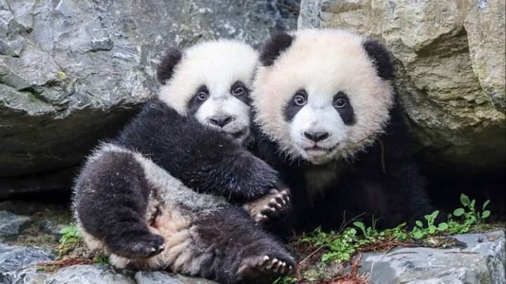 First time going outside for these baby pandas!