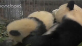 [Animals]Panda mommy kissing its baby