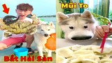 Thú Cưng TV | Gia Đình Gâu Đần #44 | Chó Golden thông minh vui nhộn | Pets funny cute dog