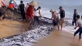 Cá Hố Quá Dày