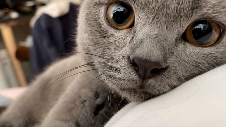 Xin chào, chú mèo nhỏ màu xanh! Chú mèo có sức hút người cực lớn!