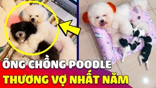 Xuất hiện 'ÔNG CHỒNG' Poodle của năm mà cô vợ nào cũng 'AO ƯỚC' 🥰 Gâu Đần