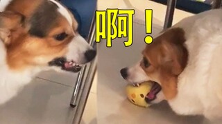 我不仅开口和你吵架，还要去学四川话把你吵赢！