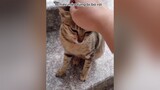 Đâu phải mèo nào cũng sang chảnh 🥲cat catsoftiktok thucung meo trend fyp