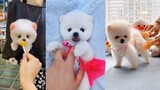 Funny and Cute Pomeranian ✔ Tik Tok Chó Phốc Sóc Mini Dễ Thương