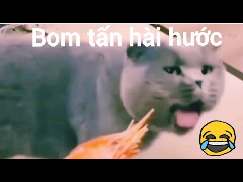 Chó & Mèo hài hước, dễ thương | Bom tấn hài hước | Miuka Vlogs | P19