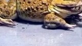 Baki kontra Halas | Snake vs Bull Frog | Biyaherong Bisdak Mix Vlog