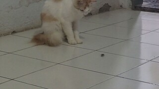 berik meng