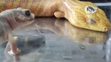 Snake smooth molting video