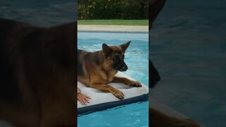 German Shepherd - Gunther #rich #dog #shorts