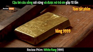 Cậu bé cứu sống sói rừng và được nó trả ơn gấp 10 lần - tóm tắt phim White Fang