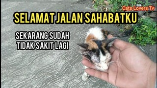 Selamat Tinggal Kucing Yang Lucu Takdir Memisahkan Kita sedih banget..!