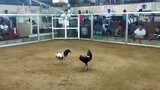 2 cock super ulutan Alaminos. ENTRY..2st fight. champion 🏆