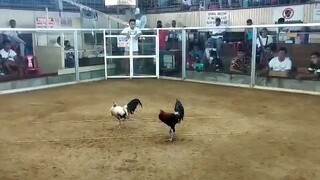 2 cock super ulutan Alaminos. ENTRY..2st fight. champion 🏆