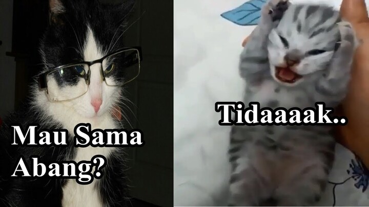 Kucing Ngomong Lucu Part 2 Tik tok Meow kucing Lucu
