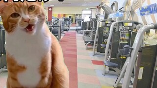 [Meme dewasa/kucing] Kegelapan bekerja di gym