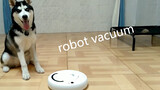 Reaksi seekor husky pertama kali bertemu dengan robot vakum