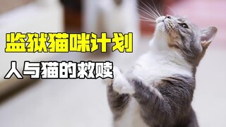 居然有猫无期徒刑？看完真的很感动…