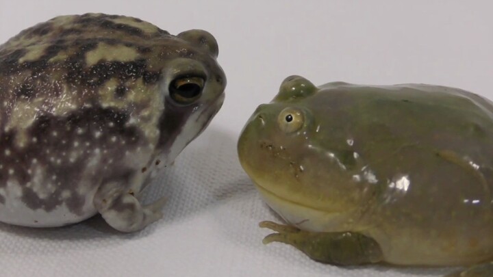 Adorkable vs Cute. Which Frog Is Your Favorite?