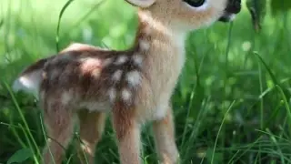Cute Animal Edit ❤️❤️