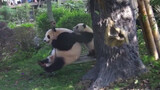 [Panda] Nini: Mama Ingin Bermain Duluan!
