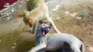 Puppies fight and bite each other