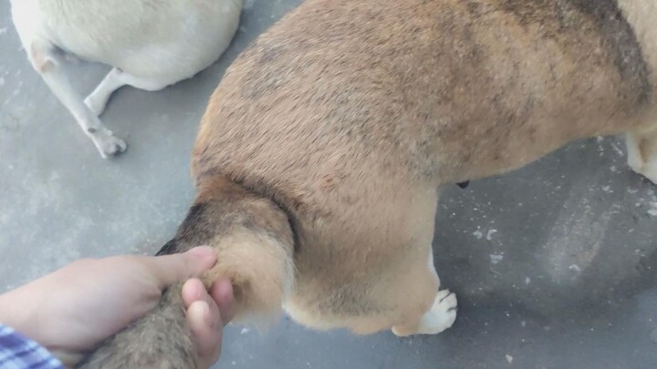 Grabbing A 30kg Dog's Tail, Will I Get Bitten?