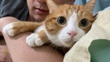 [Hewan]Kucing: Tolong Aku, Tolong Aku, Tolong Aku