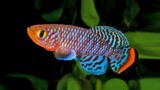 Ikan hias aquascape cantik - ikan killifish