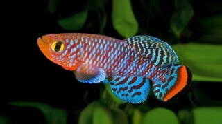 Ikan hias aquascape cantik - ikan killifish