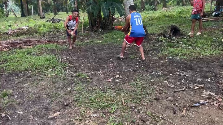 Bulik vs gold