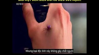 Nhện cắn có siêu năng lực biến thành người nhện - Phim : Người nhện