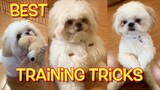 Best of Borgy's Training Tricks (Borgy the Shih Tzu Compilation)