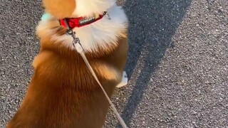 Corgi: I am so handsome by my own shadow!