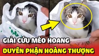 Vô tình GIẢI CỨU mèo hoang và 2 lần DUYÊN PHẬN với Hoàng Thượng 😍 | Yêu Lu