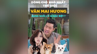 Chihuahua dòng chó nhỏ nhất trên thế thới mà Văn Mai Hương đang nuôi có gì hot dcgr tuitienpet LearnOnTikTok chihuahua vanmaihuong