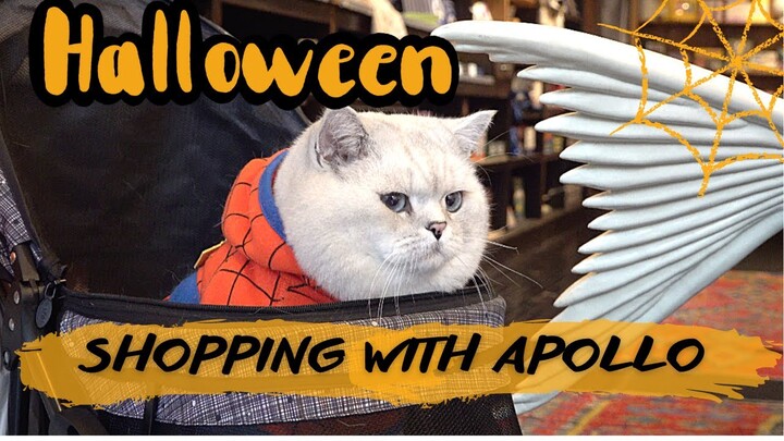 British shorthair cat Apollo goes shopping before Halloween