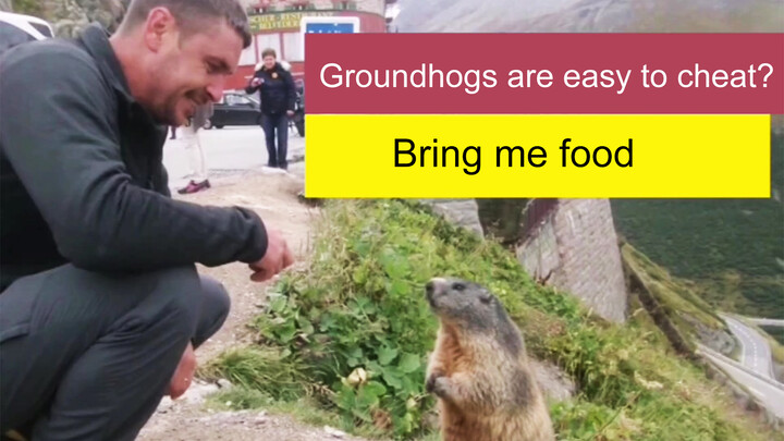 [Animals]Friendly interaction with a groundhog