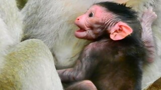 NEWBORN MONKEY JINX JUST FOUR DAYS OLD TRY WALKING OUT,LOVELY BABY JINX EXTREMELY OPEN BIG MOUTH