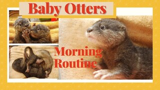 BABY OTTERS are too cute for words. Sweetest rescued otters when mother was killed. #babyotters