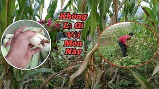 Ngô Nếp Luộc - Món Ăn Ngon Mỗi Ngày | Huy Miền Núi.