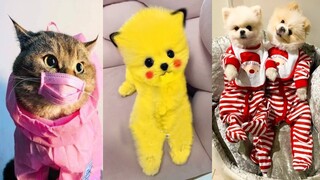 Funny and Cute Dog Pomeranian 😍🐶| Funny Puppy Videos #93