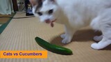 Cats Scared of Cucumbers  🐱 |  Cats vs Cucumbers | Funny Cats