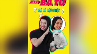 Mèo Ba Tư có gì đặc biệt! dcgr tuitienpet education LearnOnTikTok cat pet thucung